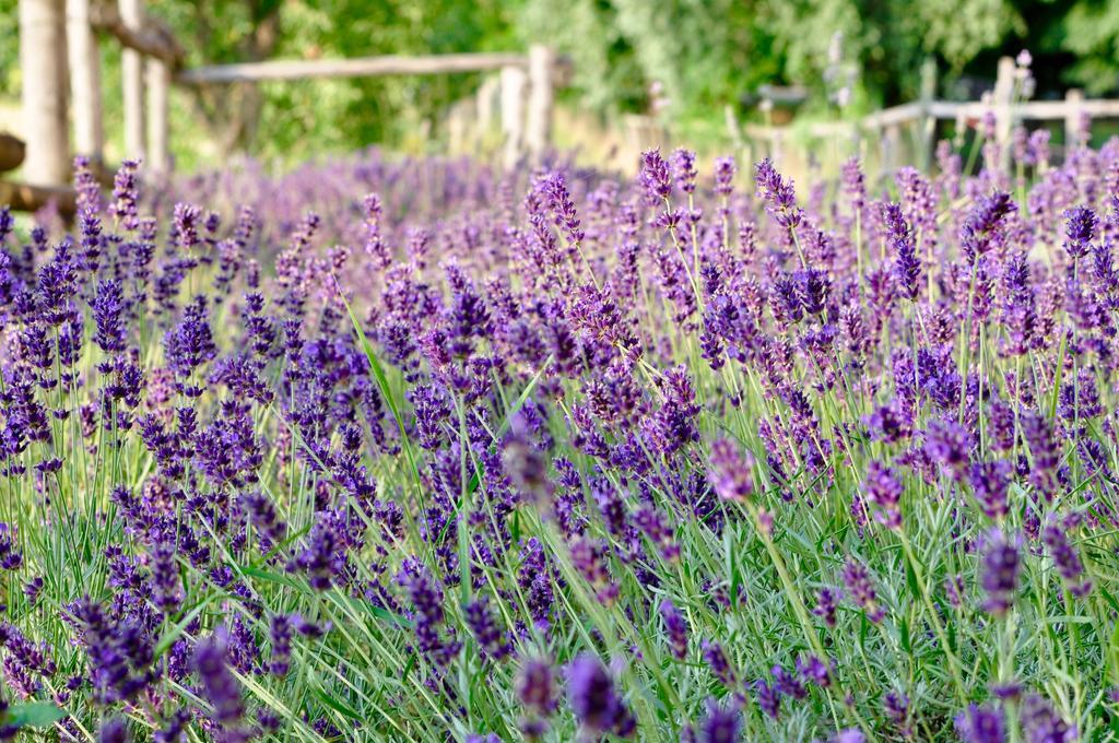 Le Macine Relais Bed and Breakfast Cairo Montenotte Exteriör bild