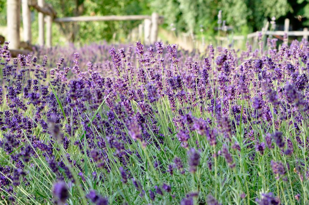 Le Macine Relais Bed and Breakfast Cairo Montenotte Exteriör bild